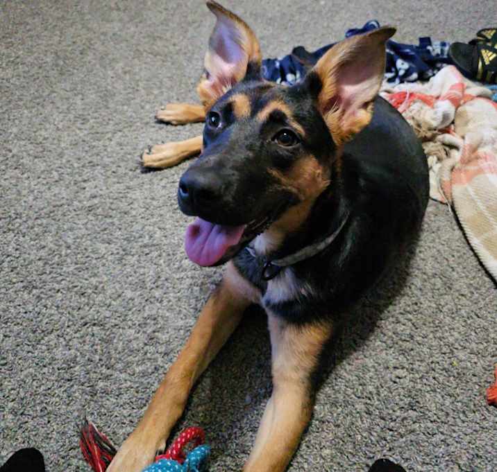 Photo of Riley