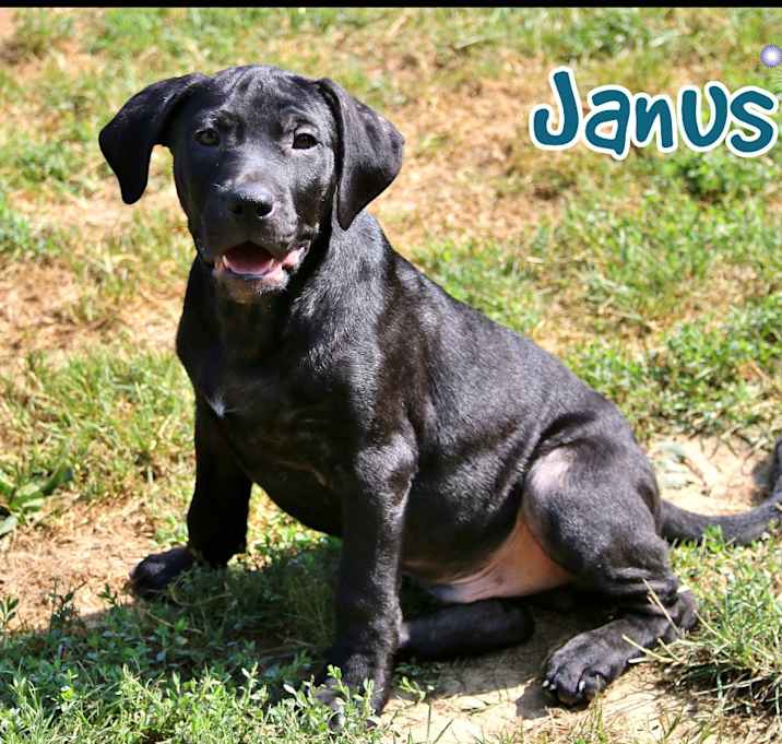 Photo of Janus
