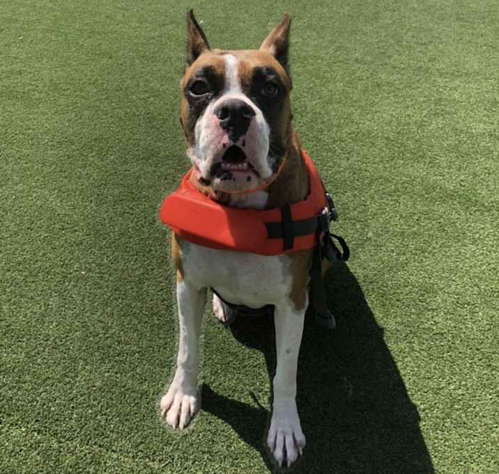 Photo of Skipper