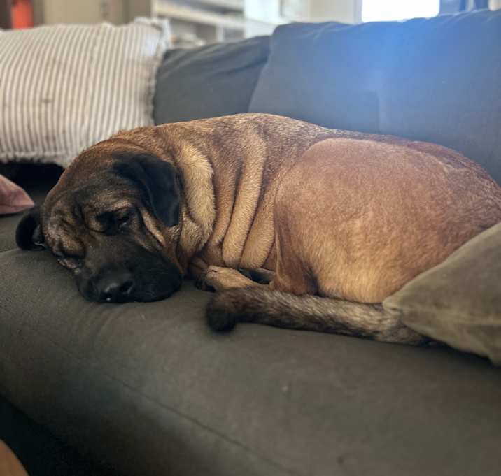 Photo of Grizzly