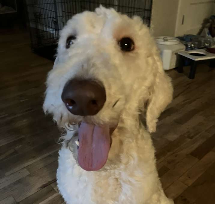 Photo of Tofu
