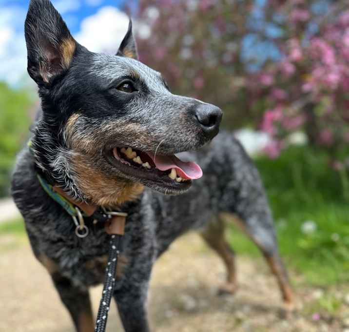 Photo of Koda Blue