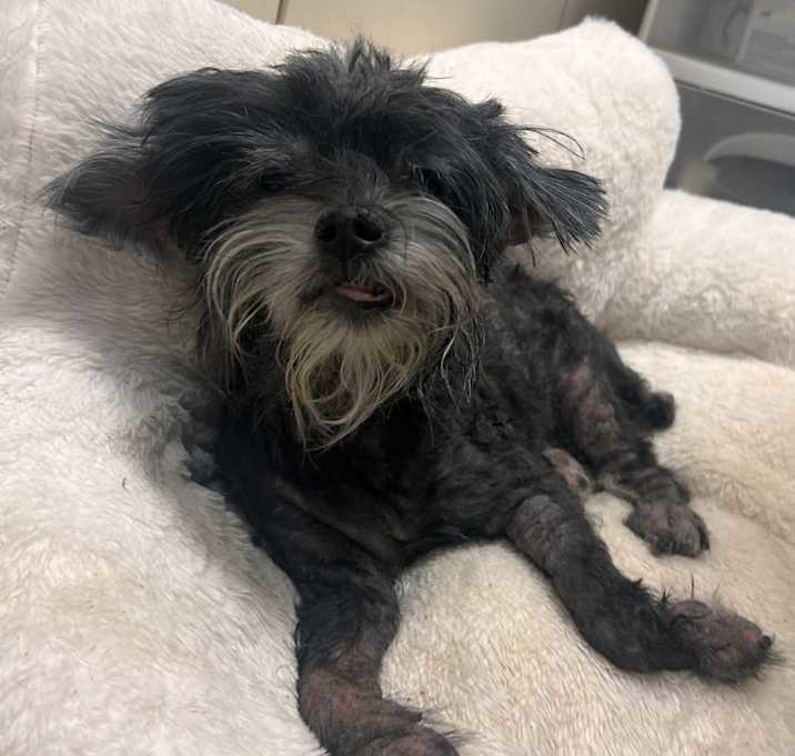 Photo of Ollie- 14 year old sweetheart