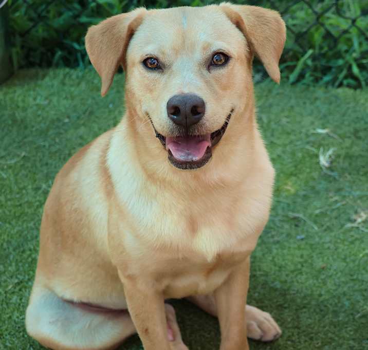 Photo of Hondo