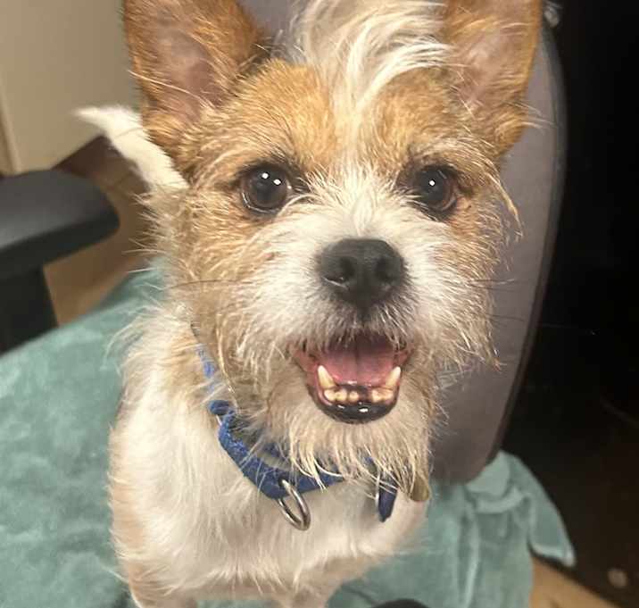 Photo of King Mohawk