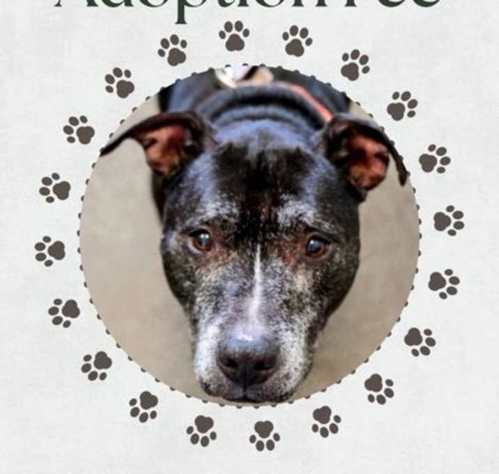 Photo of Sassy - IN FOSTER