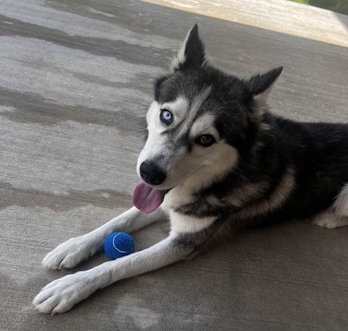 Photo of Apolo