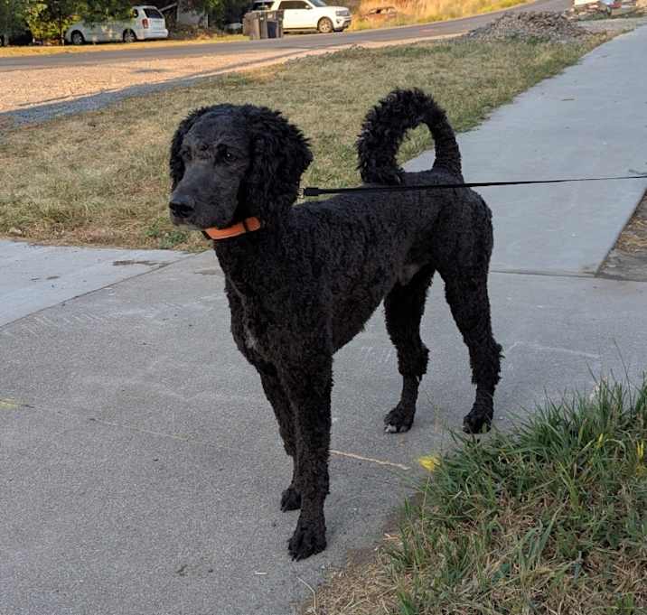 Photo of Ace