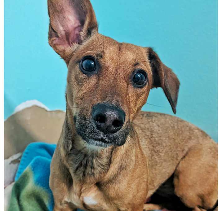 Photo of Ginger