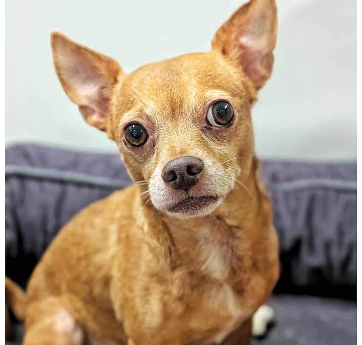 Photo of Buddy