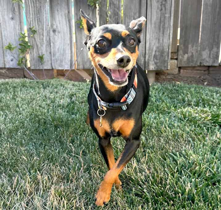 Photo of Pebbles