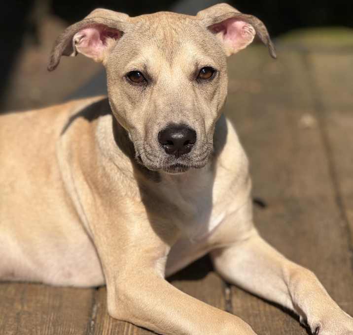 Photo of Maverick