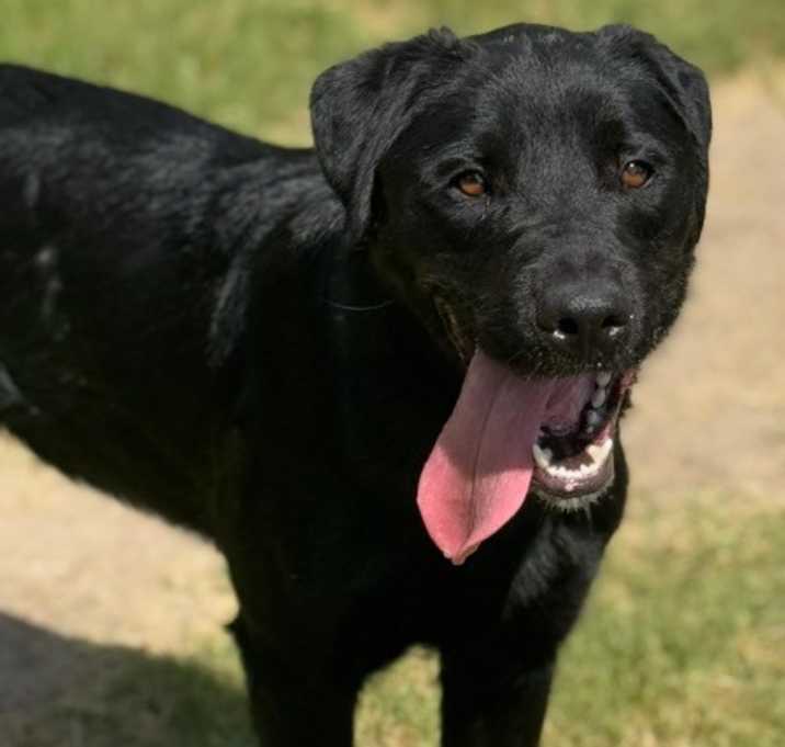 Photo of Pawcasso