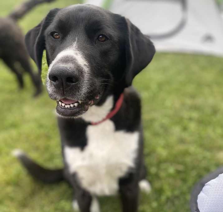 Photo of Huckleberry
