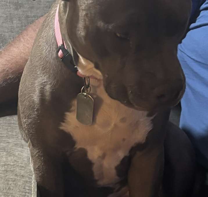 Photo of Bluey