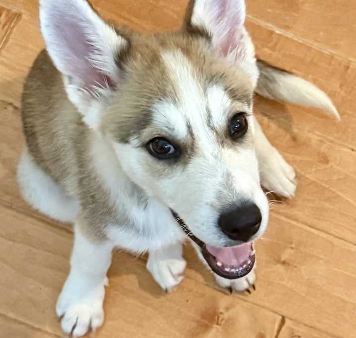 Photo of Xena