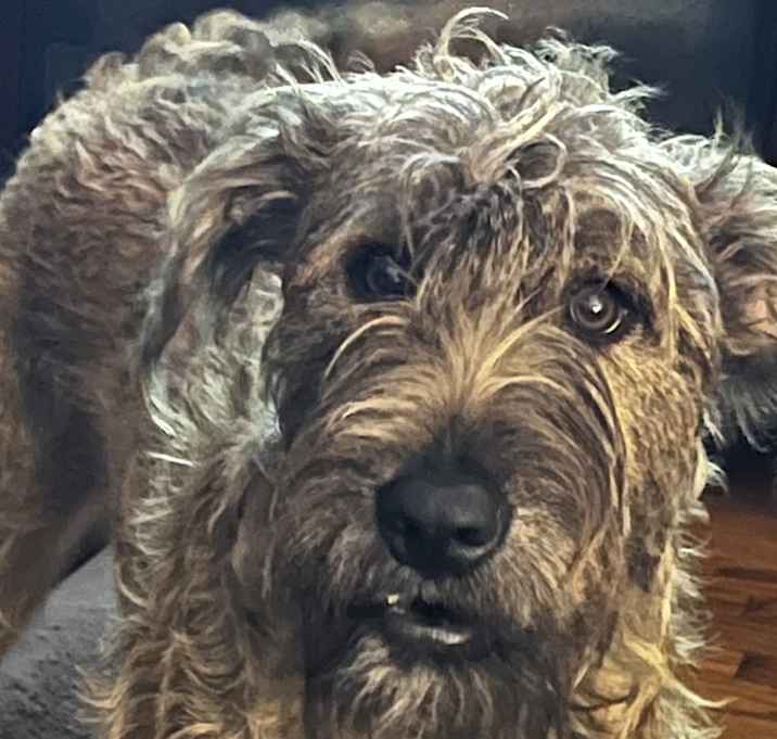 Photo of Bandit