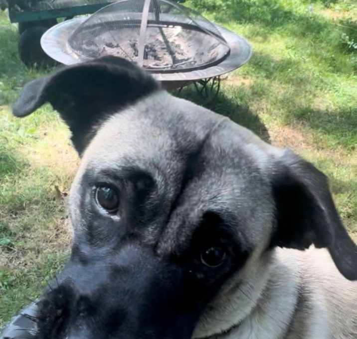 Photo of Sadie