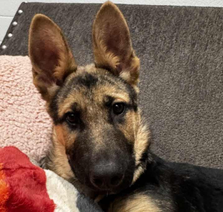 Photo of Puppy Sass