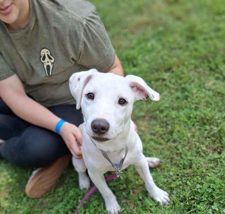 Photo of Krypto
