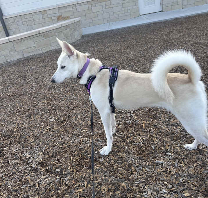 Photo of Aspen