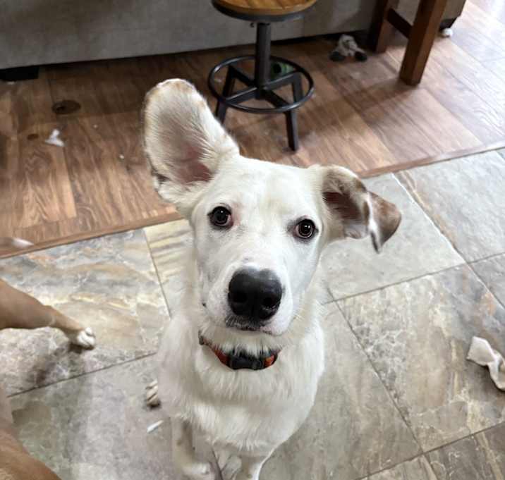 Photo of Ralphie