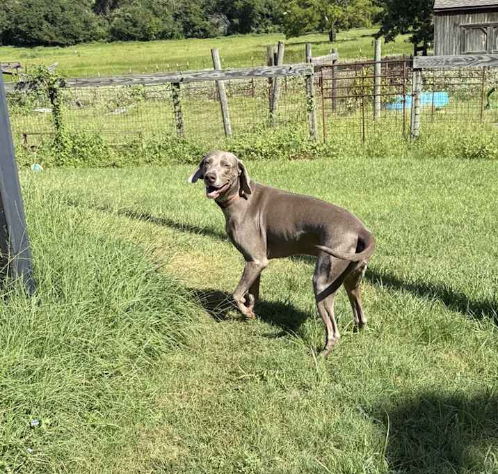 Photo of Ruger