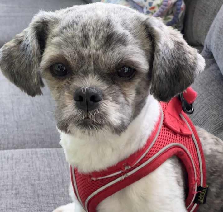 Photo of Ryder