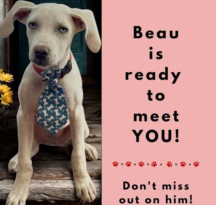 Photo of Beau
