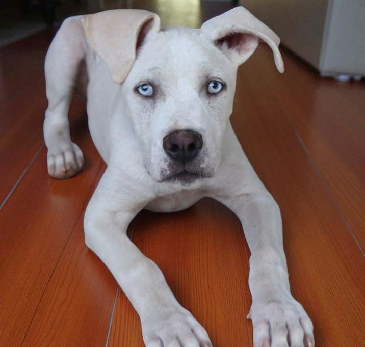 Photo of Scout