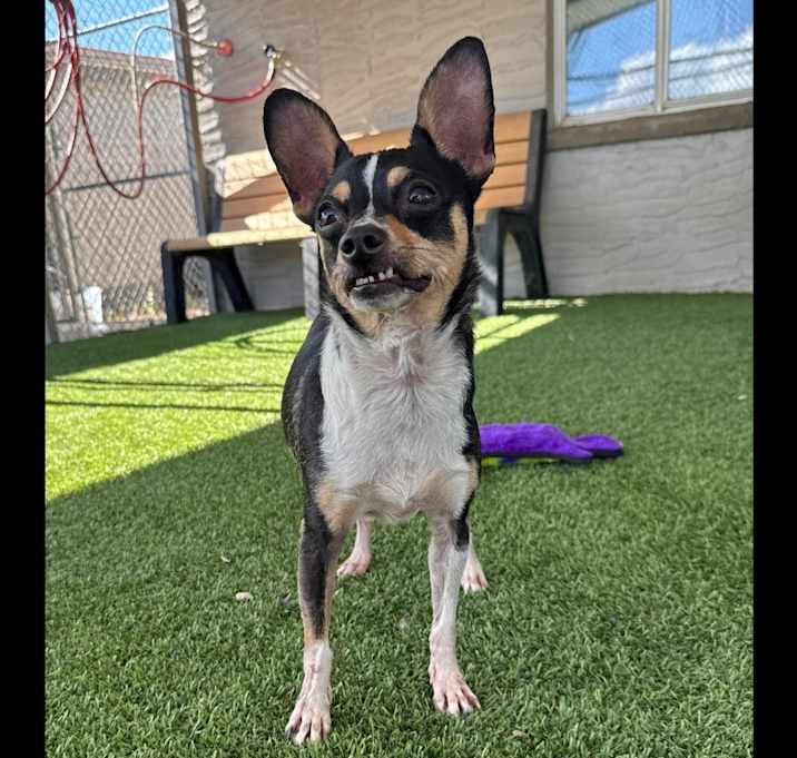 Photo of Chico