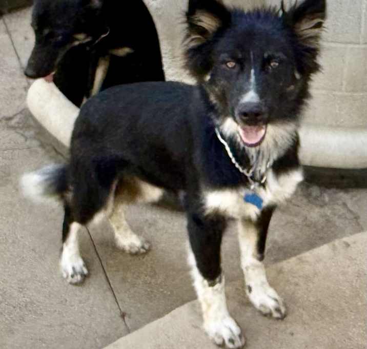 Photo of Watson
