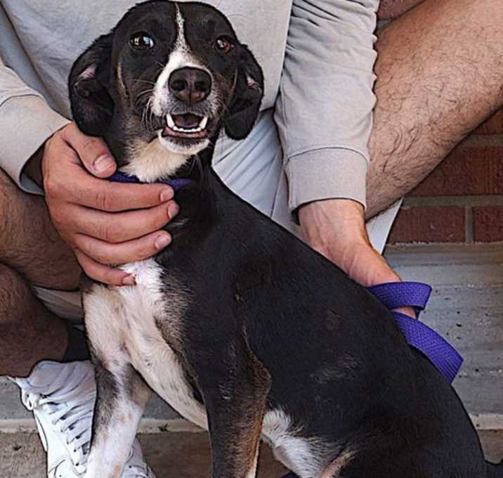 Photo of Sparky