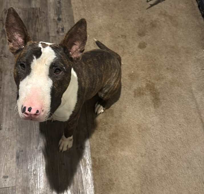 Photo of Dozer