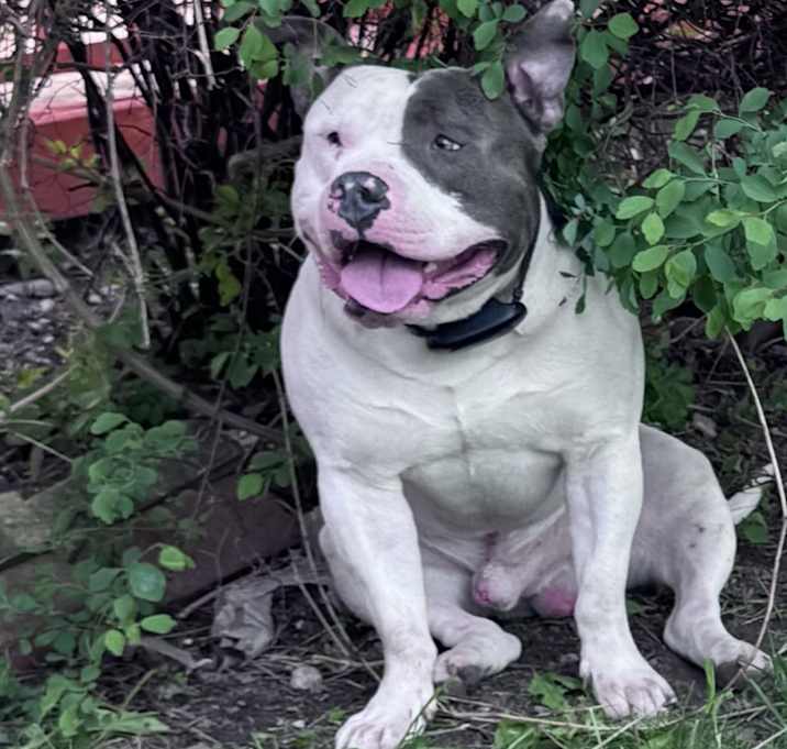 Photo of Brutus