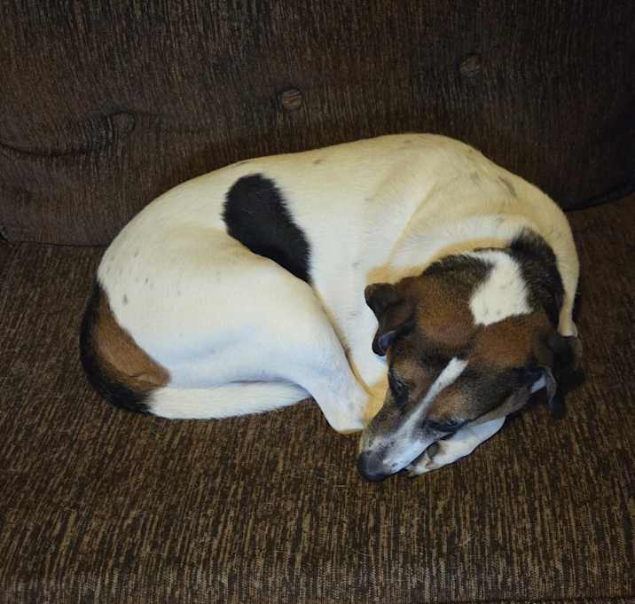 Photo of Spanky