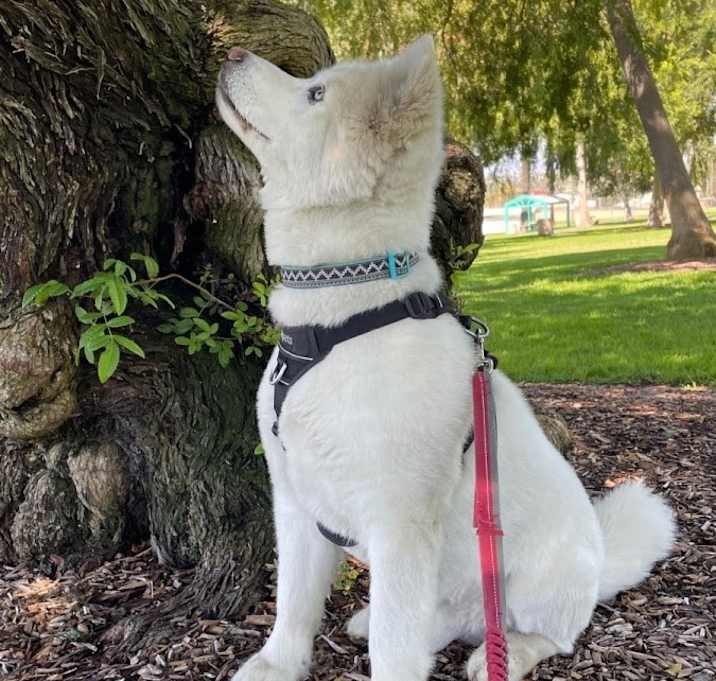 Photo of Atka