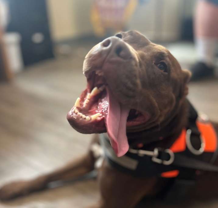 Photo of Millie 