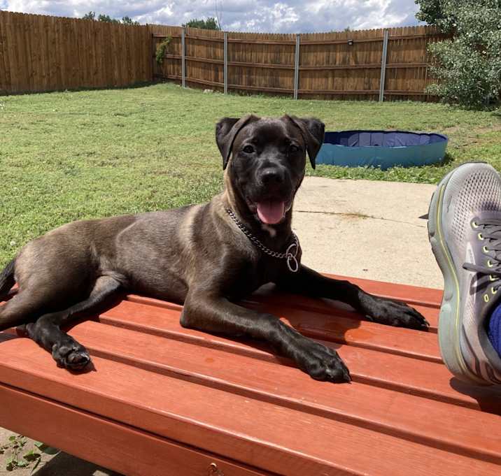 Photo of Penny