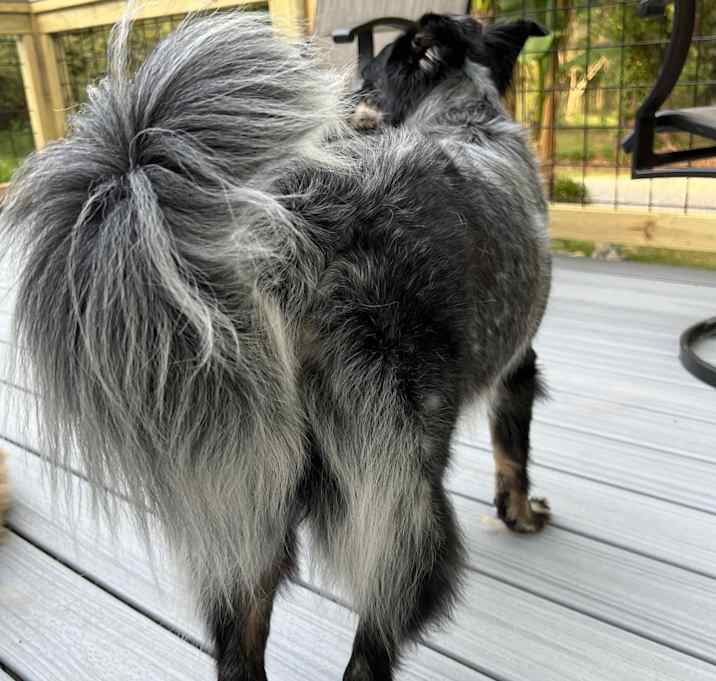 Photo of Pepper