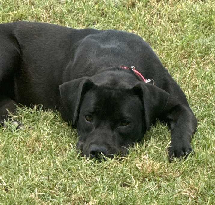 Photo of Daisy