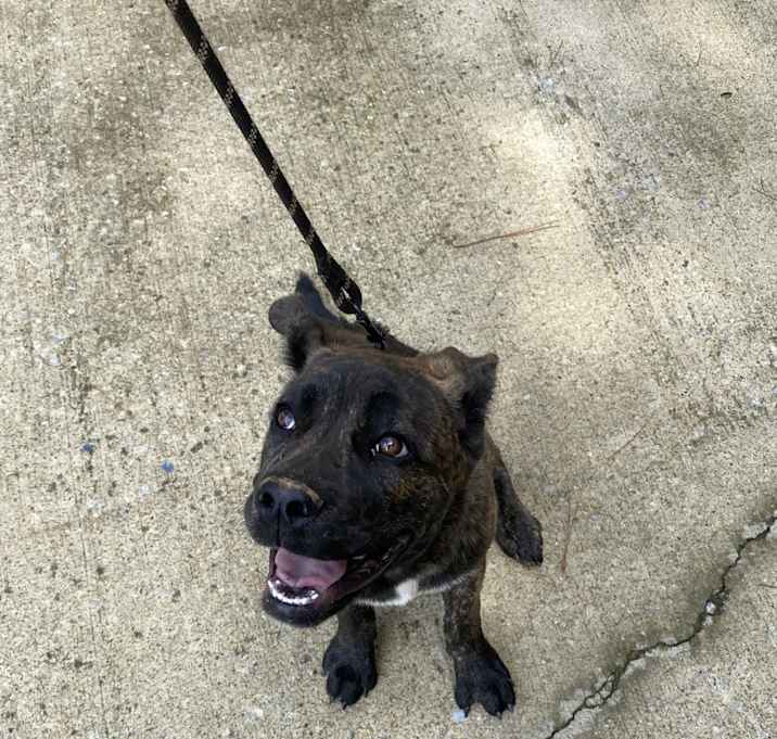 Photo of Brownie