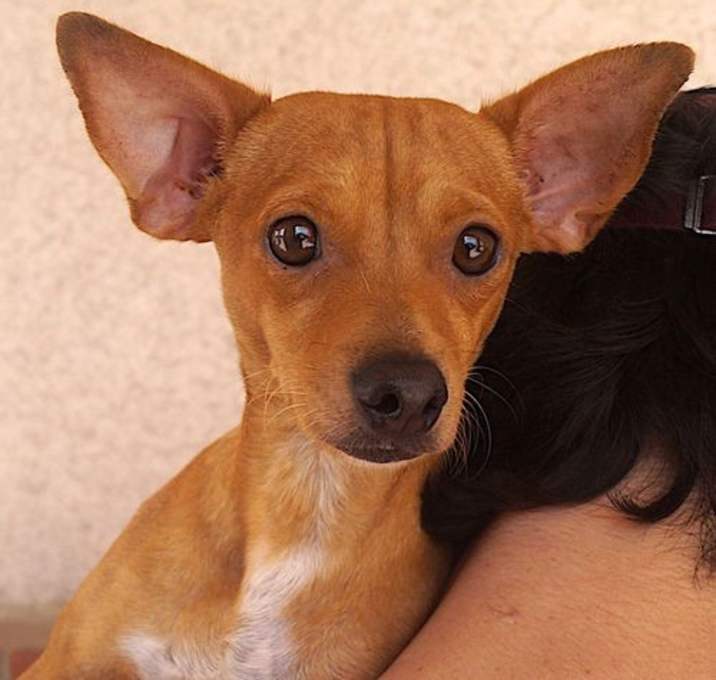 Photo of Brownie