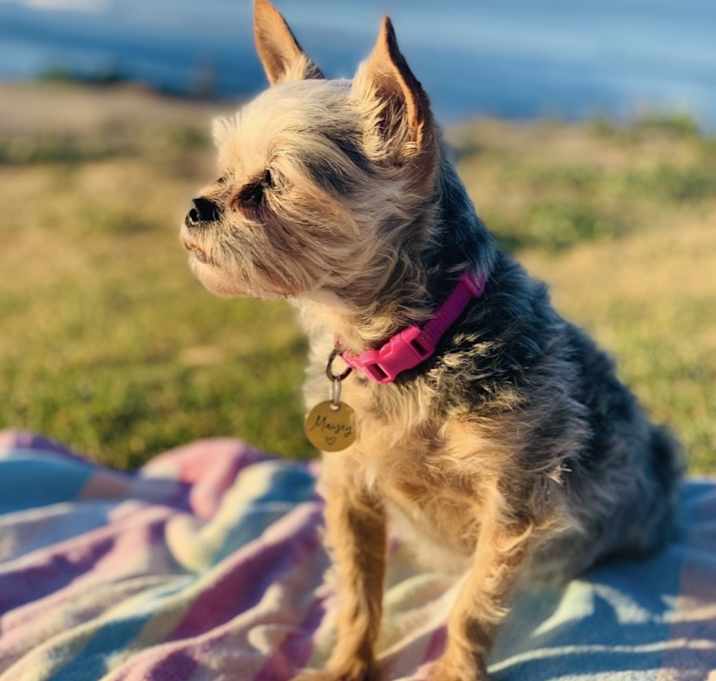Photo of Maizey