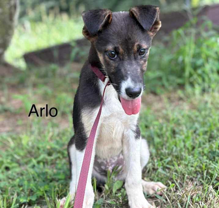 Photo of Arlo