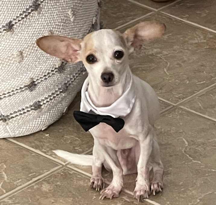 Photo of Cheech