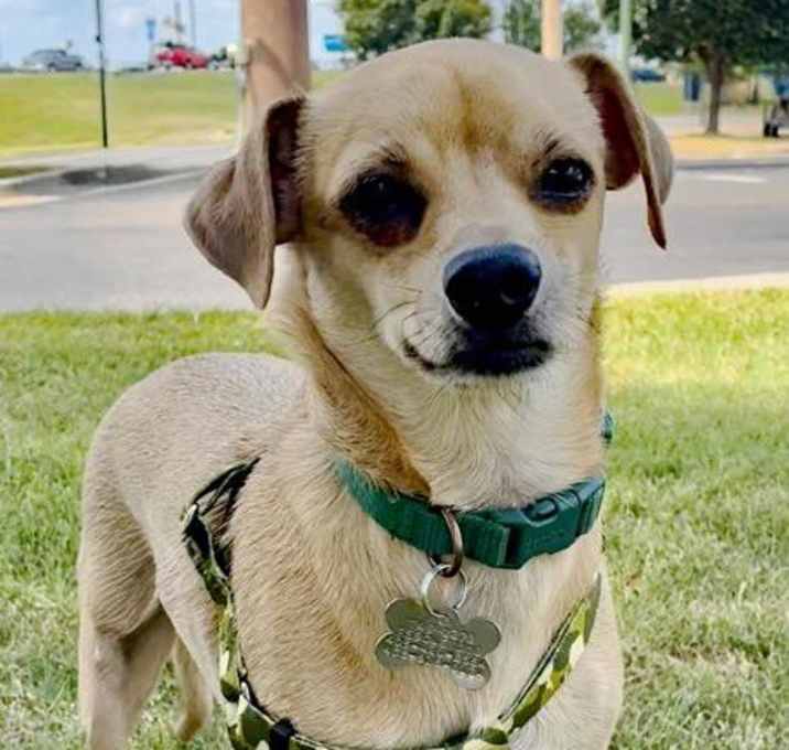 Photo of Chico