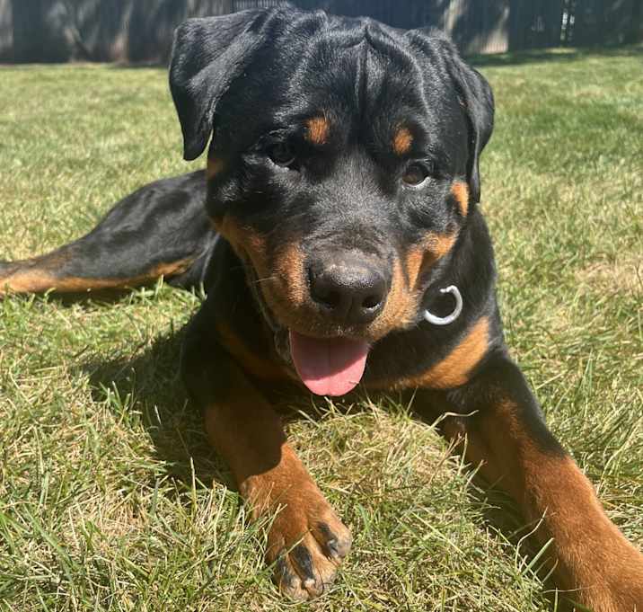 Photo of Tank