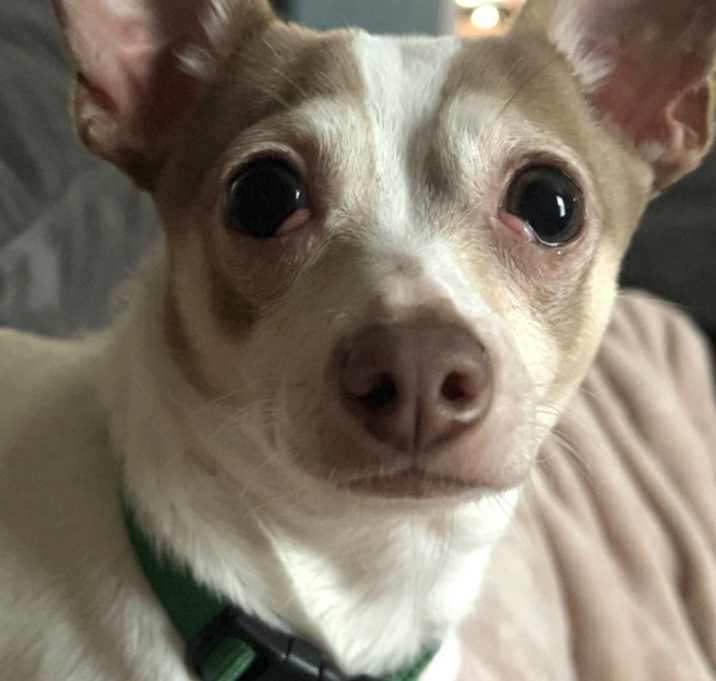 Photo of Howie