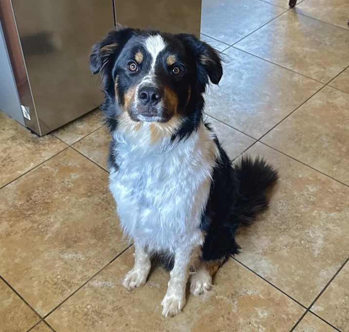 Photo of Dexter